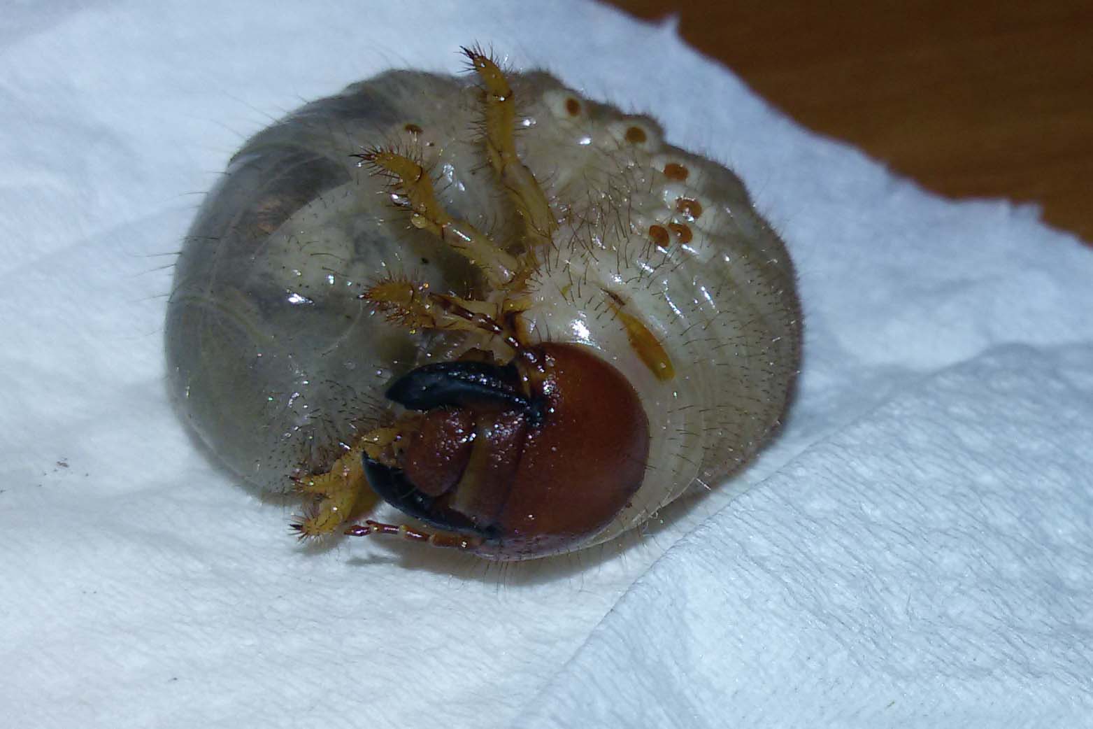 Larva di  Oryctes nasicornis (Dynastidae)
